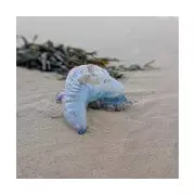 Deadly Sea Creature Invasion: Toxic Weever Fish Washes Up on UK Beach