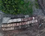 Drax Burns 250-Year-Old Trees from Canadian Forests, Report Claims