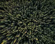 Drax Burns Ancient Canadian Trees Despite Green Energy Claims