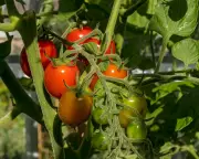 Embrace Volunteer Crops: Your Garden's Surprising Gifts After a Tough Year