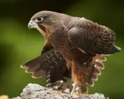 Falcon Fury: New Zealand's Rare Kārearea Birds Turn Aggressive in Breeding Season