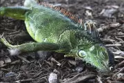 Falling Iguanas Alert as Arctic Blast Hits Florida in Early Cold Snap