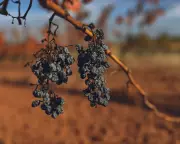French Winemakers in Crisis: 20% Face Closure Amidst Perfect Storm