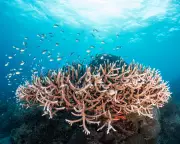 Great Barrier Reef in Peril: Unprecedented Coral Bleaching Threatens World's Largest Living Structure