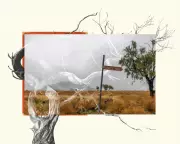 Guardian Australia Wins Walkley Award for Indigenous Affairs Series