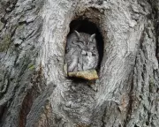Guardian Readers' Best Photos: From Owls in Canada to Moon in Gloucestershire
