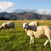 Ilford man sentenced for illegal 'smokies' sheep meat operation