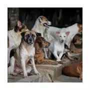 Jakarta Dog Meat Ban Sparks Fears of Stray Dog Predation