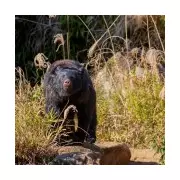 Japan Deploys Military to Combat Deadly Bear Attack Crisis