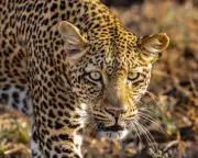 Kingdom Review: Attenborough's Epic Nature Drama Bumped for Strictly