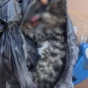 Kitten Dies After Being Thrown From Car in Bexley, RSPCA Launches Appeal