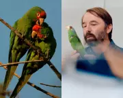 LA's Wild Parrots: From Escaped Pets to Urban Conservation Hope