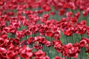 London's Poppy Displays: Where to Pay Your Respects This Remembrance Sunday