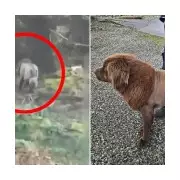 Loose Lion Gives Newfoundland Dog 'Mouse' an Unwanted Haircut in Canadian Town