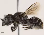 Lucifer Bee Discovery: New Horned Species Found in Western Australia