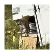 Mississippi Highway Horror: One Monkey Survives, Another Shot After Dramatic Lorry Crash Escape