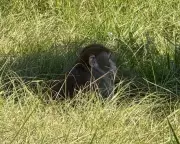 Mississippi Monkey Mayhem: Escaped Primate Fatally Shot After Brief Freedom