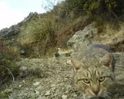 New Zealand Targets Feral Cat Eradication by 2050 in Predator-Free Plan