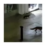 Otter and Fox's Unlikely Friendship in Lincoln Outshines John Lewis Ad