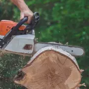 Over 50 Trees Face Axe for South London Cycle Path Plan