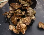 Pearls Return to British Shores? The Remarkable Comeback of Native Oysters