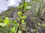 Plant's Toxic Squirts Meet Beetle's Defence in 1.5m Arms Race