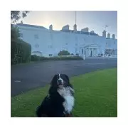 President Higgins' Dog Misneach Bids Farewell to Áras an Uachtaráin