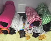 Queensland's Flying Foxes Brutalised by Giant Hailstorm: A Climate Warning?