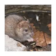 Rat Infestations Threaten London Property Values by £53,000