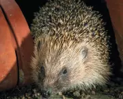 Reed Urges Labour MPs to Reject Wildlife Protection in Planning Bill