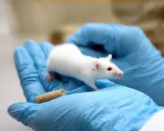 Scientists Defend Animal Testing: Why Medical Research Still Needs Animals