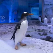 Sea Life London Aquarium Pledges Dialogue on Penguin Captivity