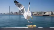 Shout at Seagulls to Protect Your Food, Study Finds