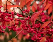 Spindle's Fiery Display: Hertfordshire's Historic Autumn Spectacle