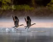 St Martin's Day Geese: Can This Ancient Weather Lore Really Predict a White Christmas?