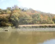 Tamar Valley's Autumn Splendour: Nature's Golden Display Before Winter