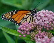 Trump's Endangered Species Act Rollback Sparks Extinction Crisis Fears