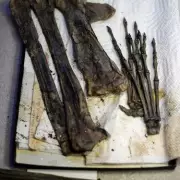 UK seizes £12.4m dinosaur skeletons in £20m money-laundering settlement