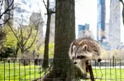 Urban Raccoons Show Early Signs of Domestication, Study Reveals