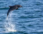 Venice's Lone Dolphin Mimmo Sparks Rescue Campaign Amid Tourist Frenzy