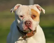 XL Bully Attack Claims Life of Nine-Month-Old Baby in Gwent, Police Confirm