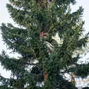 XR Protestor Climbs Trafalgar Square Christmas Tree in Oil Protest