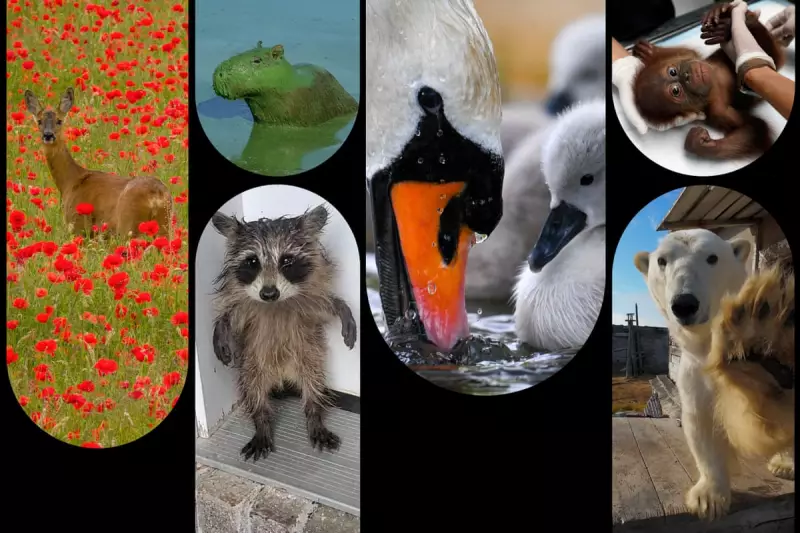 2025 in Wildlife: A Year of Resilience and Change in UK Nature