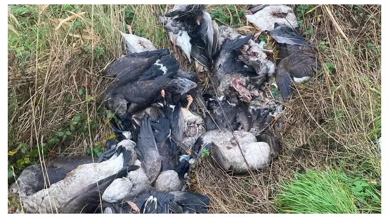 70 Butchered Geese Dumped in Norfolk: Public Health Warning Issued