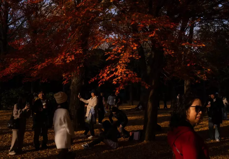 Autumn Maples and Frankfurt Fog: Monday's Photos of the Day