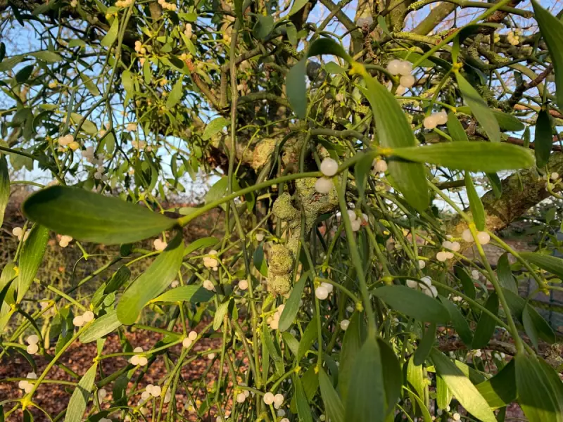 Beyond Christmas Kisses: The Secret Life of Mistletoe in the British Countryside