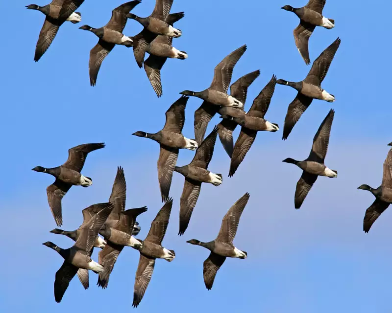 Brent Geese Flock to Norfolk Pier: A Winter Wildlife Spectacle