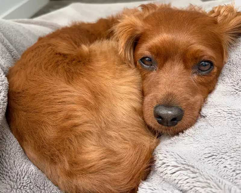 Cavoodle's Favourite: The Family Mystery of Who Odie Loves Most