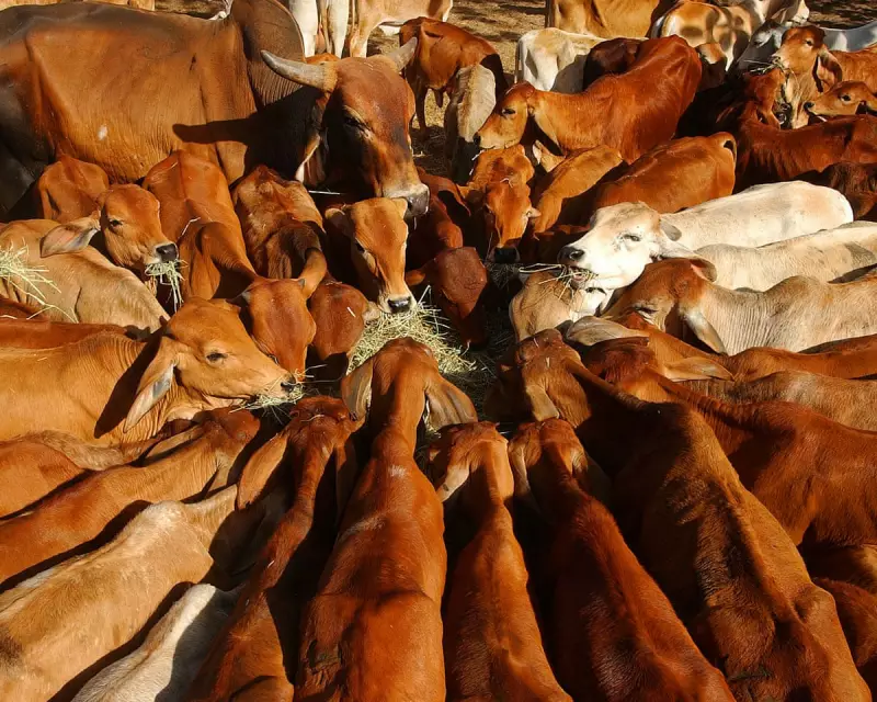 China Slaps 55% Tariff on Australian Beef, Threatening Key Export Trade