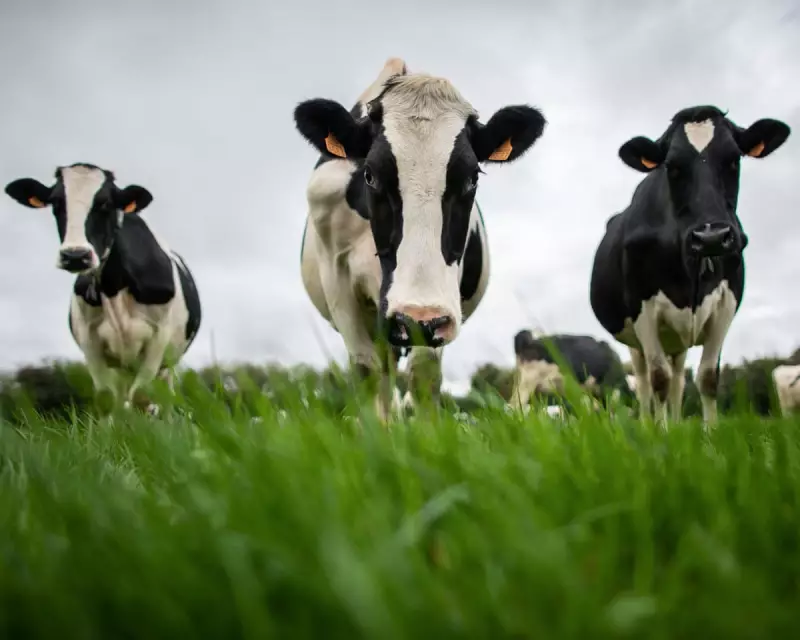 China Slaps EU Dairy with Tariffs Up to 42.7% in Trade Tension Escalation
